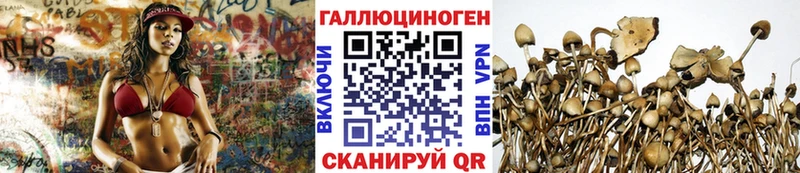 где купить наркоту Пласт Псилоцибиновые грибы Psilocybine cubensis